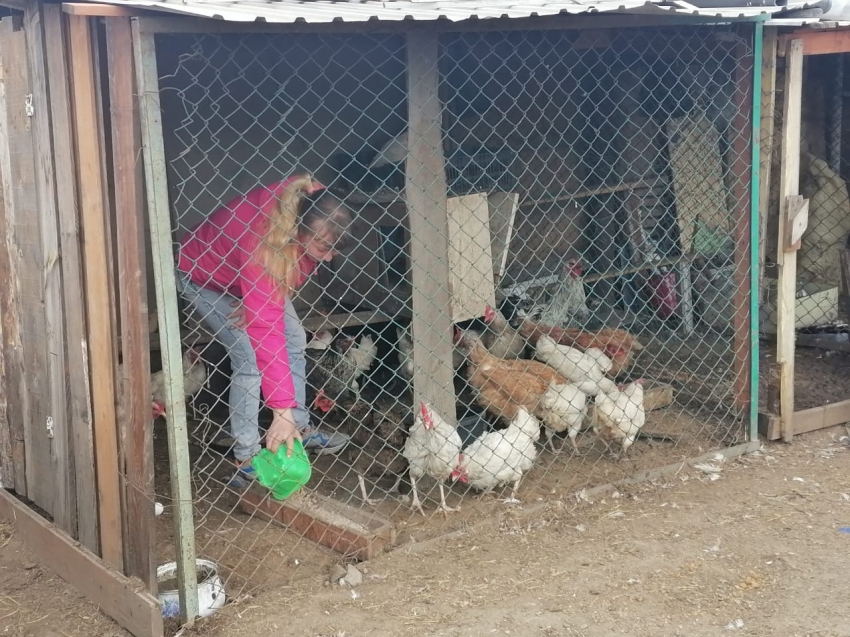 Жительница Читы реализовала ведение личного подсобного хозяйства благодаря соцконтракту